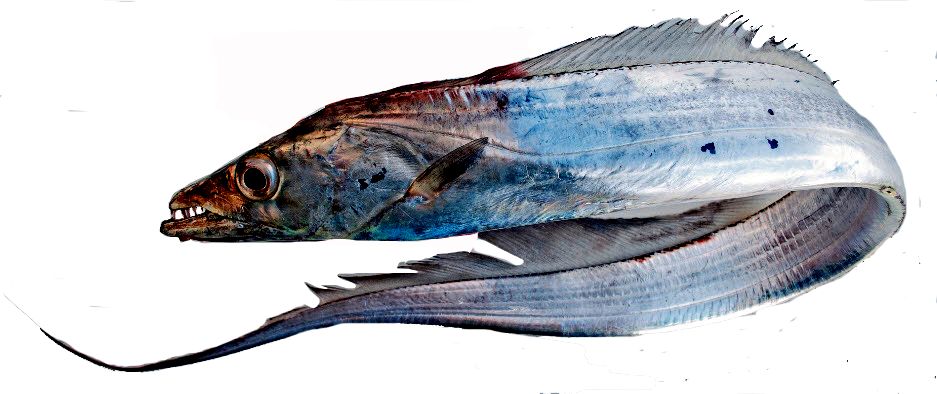 Trichiurus lepturus_05.jpg